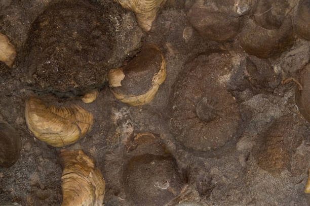 istock Gastropods and bivalves. Shells in carbonate rock. Selective focus. Close-up, background and texture 1394989175