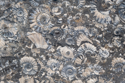 Limestone with imprints of ammonites. Jurassic period. background, texture Soft focus selective focus.