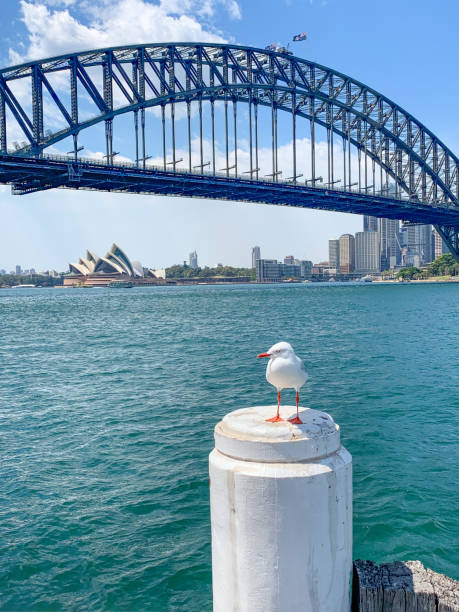 sydney harbour bridge in sydney, nsw, australien - sydney australia the rocks australia architectural styles stock-fotos und bilder