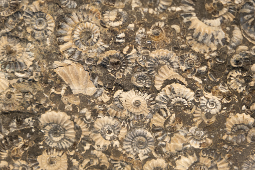 Limestone with imprints of ammonites. Jurassic period. background, texture Soft focus selective focus.
