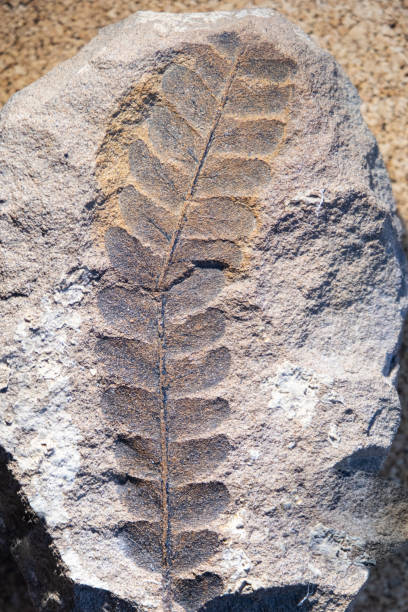 versteinertes blatt. selektiver fokus. nahaufnahme, hintergrund und textur - fossil fuel stock-fotos und bilder