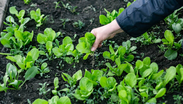 istock Picking young lettuce plant in the field 1394989599
