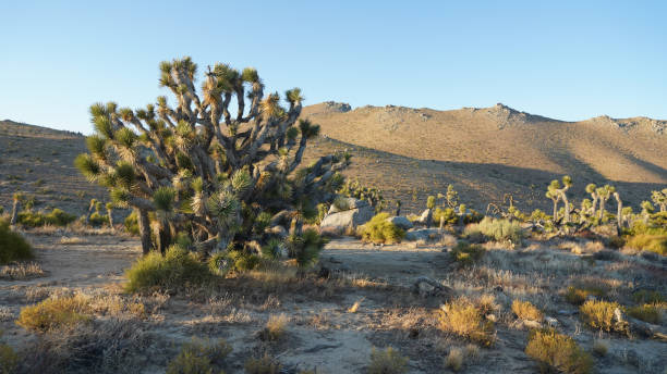 pacific crest trail desert section f from tehachapi pass to walker pass in california, usa. - tehachapi imagens e fotografias de stock