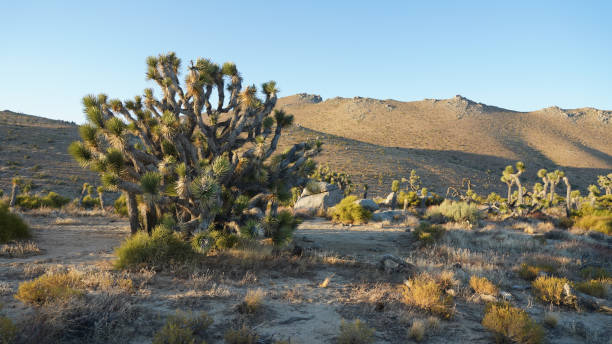 участок пустыни pacific crest trail от перевала техачапи до перевала уокер в калифорнии, штат сша. - tehachapi стоковые фото и изображения