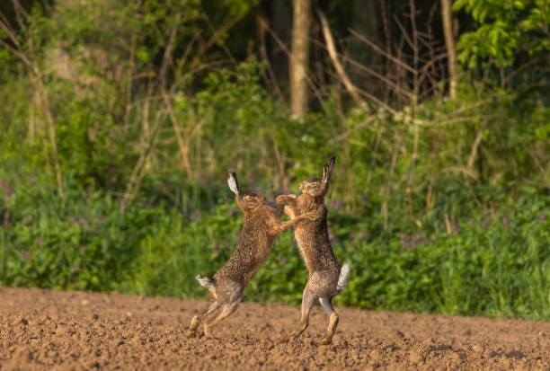 istock Boxing brown hares 1394989690