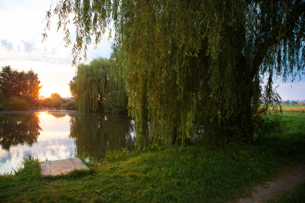 istock gorgeous sunset on a small fishing lake 1394991186