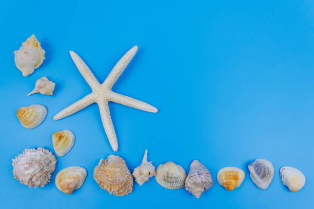 istock Seashells and starfish on pastel blue background. Top view, copy space. Summer vacations concept 1394991368
