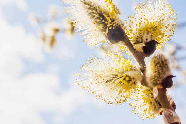 istock Spring flowered one willow branch on a sky blue background in the park or forest with copy space. Close up. Spring card. 1394992158