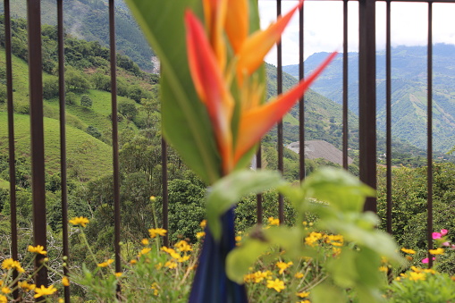 Basil and ave del paraiso flower close up, in a beautiful view in Antioquia