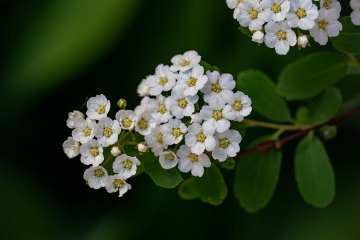 Blooming white alyssum flower on a dark green background macro photography on a summer day. Small hawthorn flowers with white petals in the summer close-up photography.