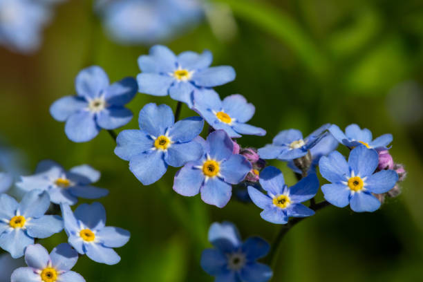 istock Blue forget me not flowers in springtime macro photography. 1394995993