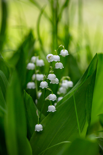 It's mother's day. Cute teenage boys is giving bouquets of lily of the valley to his mother.\nCanon R5