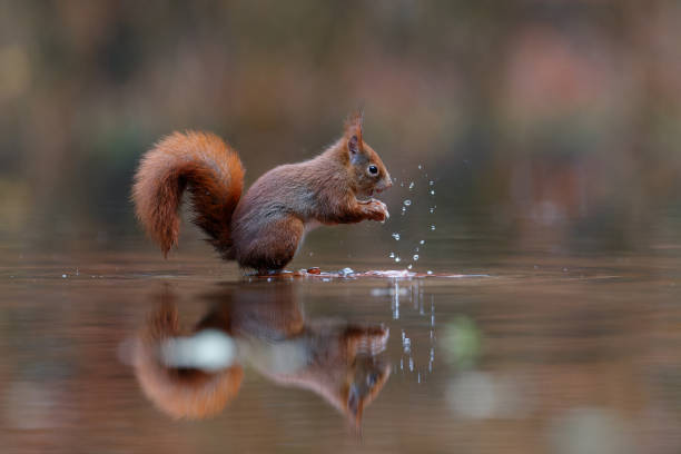 istock Eurasian red squirrel in the forest 1394997506
