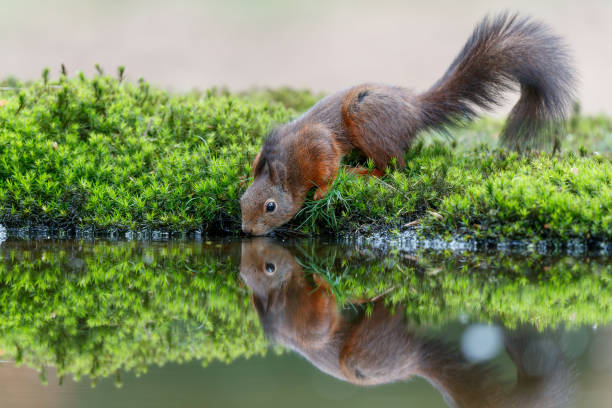 istock Eurasian red squirrel in the forest 1394997527