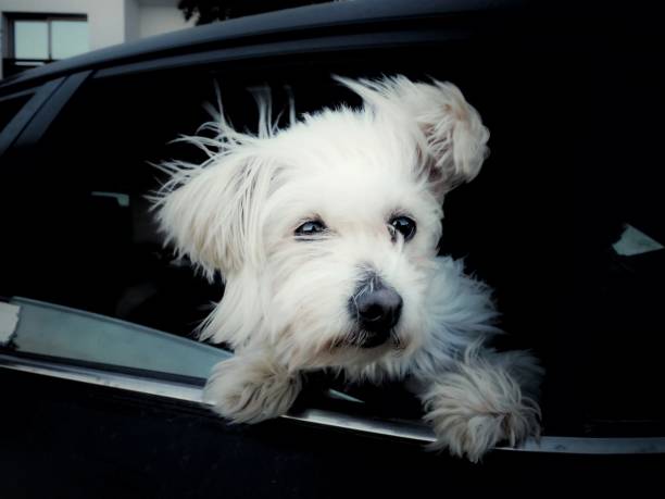 greifhund posiert aus dem autofenster - 2277 stock-fotos und bilder