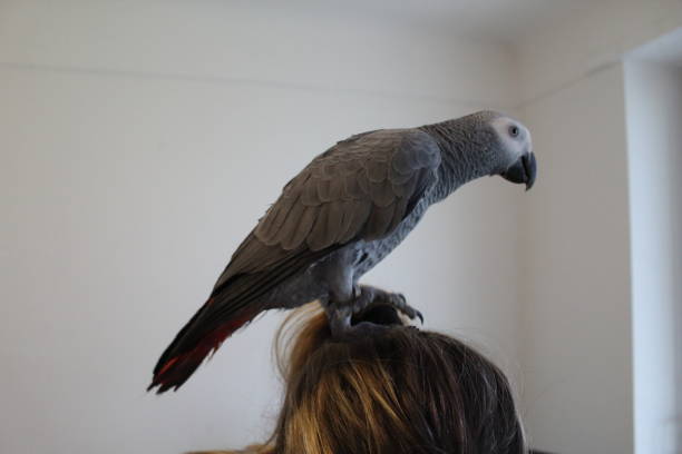 istock Baby African Grey Parrot 1394997678