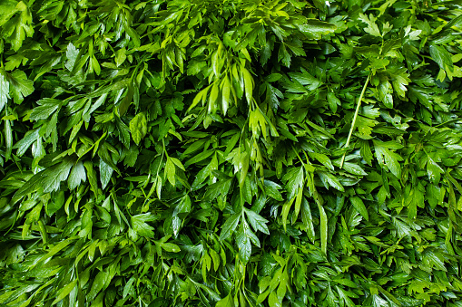 Full frame of Green fresh bunch of parsley background