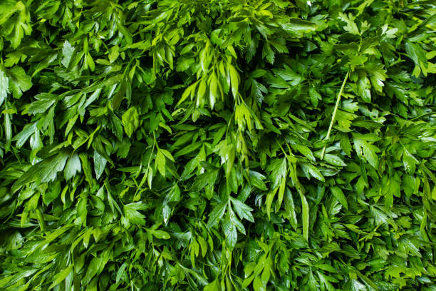 Full frame of Green fresh bunch of parsley background stock photo