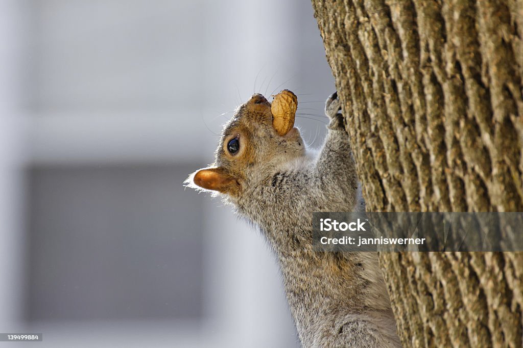 Scoiattolo con arachidi - Foto stock royalty-free di Albero