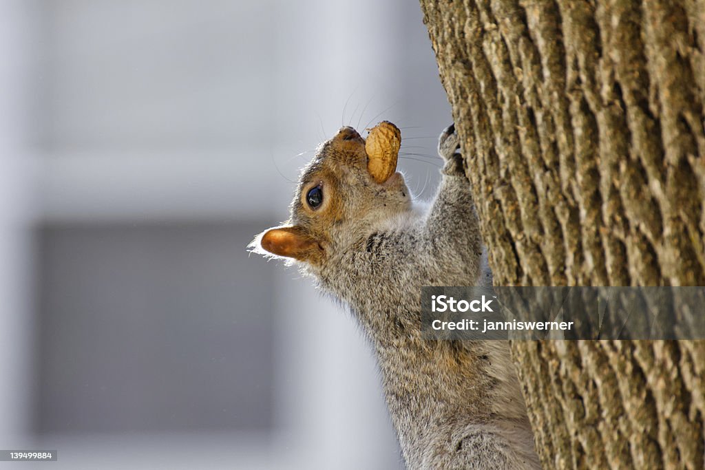 Esquilo com Amendoim - Royalty-free Alimentar Foto de stock