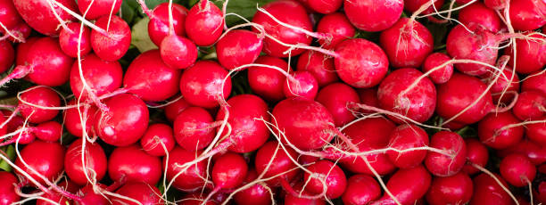 quadro completo de fundo de rabanete de agricultor rosa - red radish horizontal still life full frame - fotografias e filmes do acervo