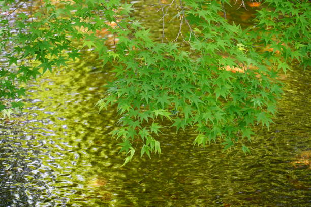 istock Stream and green autumn leaves 1395000079