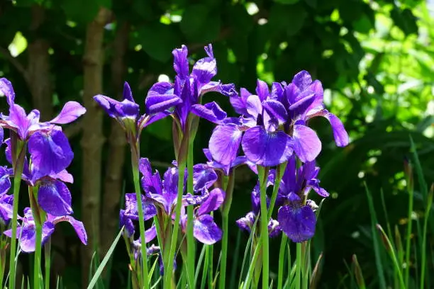 Photograph of iris flowers blooming in spring