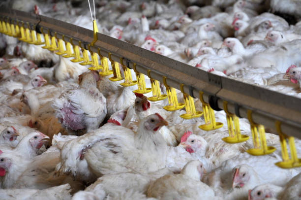 istock Farm for growing broiler chickens 1395000188