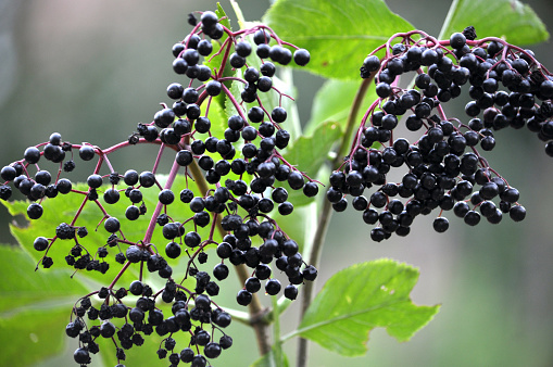 Bunch of elderberries with ripe black berries