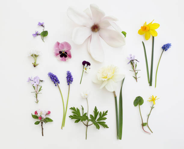 istock Spring botanical pattern. Floral composition. Magnolia, cherry and apple tree blossoms. Muscari, daffodil, anemone and pansy flowers. Viola, orsay plants isolated on white table background. Flat lay, top view. 1395001394