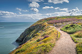 istock People hiking between colourful heathers, ferns and yellow flowers on Howth cliff walk 1395001410
