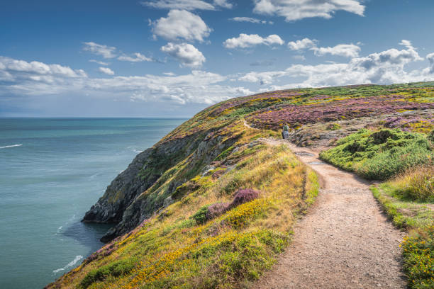 People hiking between colourful heathers, ferns and yellow flowers on Howth cliff walk stock photo