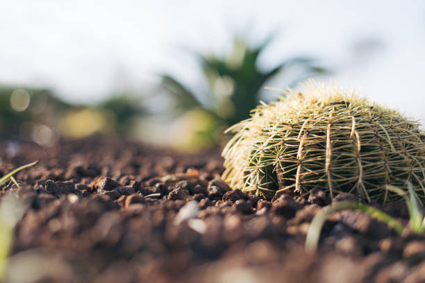 Summer background with cactus and palm trees