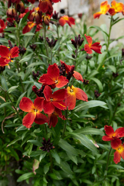 istock Erysimum cheiri  in bloom 1395001501