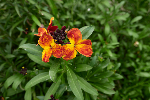 colorful flowers of Erysimum cheiri plant