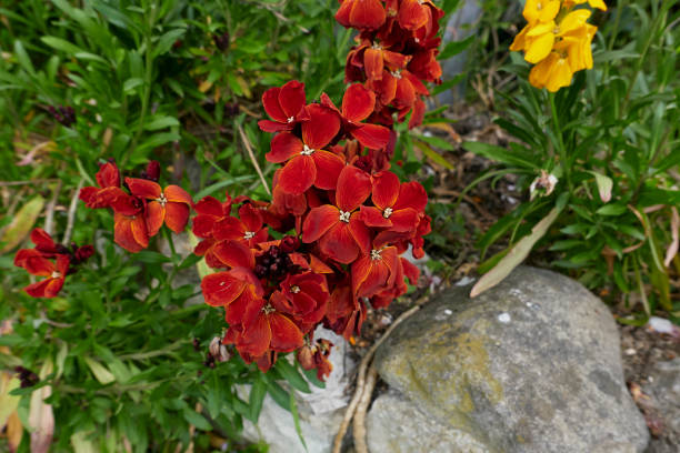 Erysimum cheiri  in bloom colorful flowers of Erysimum cheiri plant cheiranthus cheiri stock pictures, royalty-free photos & images