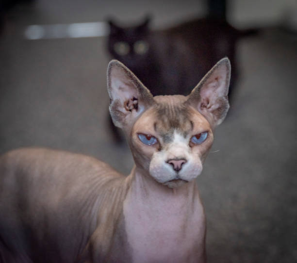 istock Naked beautiful cat indoor in dark room 1395001721