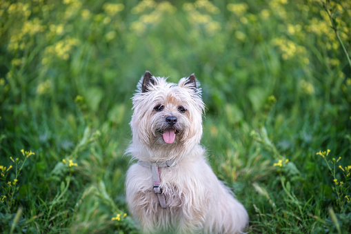 Dog Enjoying Spring