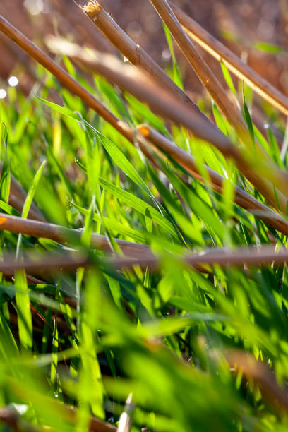 istock cereal plants during cultivation in the field in summer 1395002842
