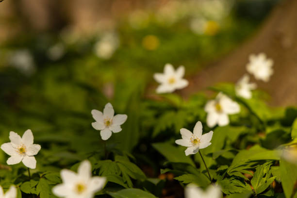 istock wood anemone flowers 1395002956