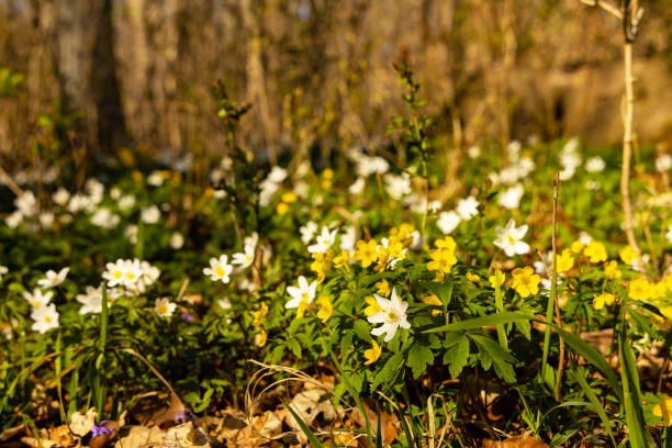 istock beautiful wood anemone flowers in a forest 1395003016