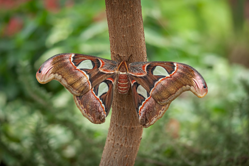A photo of a regal moth in the wild.