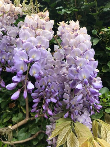 istock Wisteria flower 1395004622