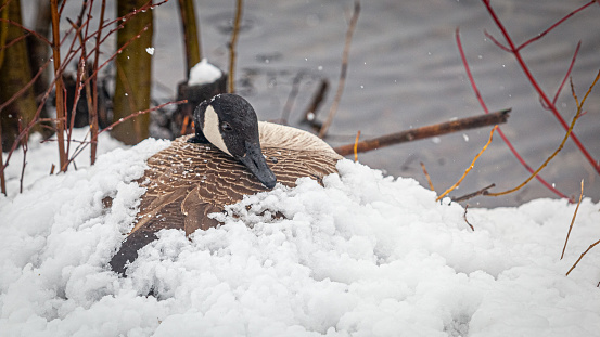 Canada goose on its nest, after a late spring snowfall in the Laurentian forest.