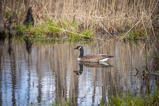 Wild Canada goose on a pond in spring in the Laurentian Forest.