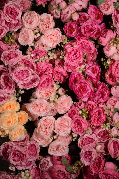 Close-up of colorful roses backdrop wall stock photo