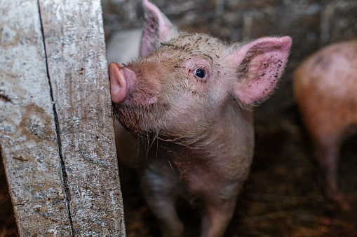 Happy dirty pig reveling in mud. Little smiling pig on farm, close-up of pig's head, big ears.