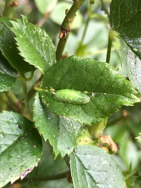 istock Green slug caterpillar 1395005750