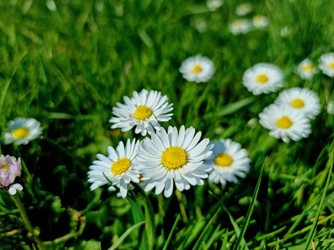 Daisy flowers (Bellis perennis) on a wildflower meadow captured in springtime near Zurich city. The image was captured at noon.