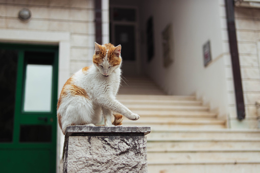 a homeless cat of white-red color sits on the railing near the entrance to the houses. High quality photo